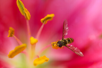 Close-Up of Bee Pollinating Flower. Close-Up of Pink Lily Flower in Garden.Close-Up of Pink Lily and Buds. Close-Up of Pink Lily Flower with Bee.