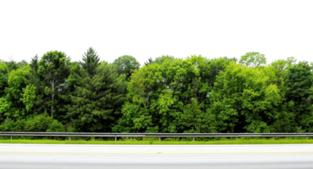 A roadside view of a lush green forest with various trees. Can be used for backgrounds or compositions.