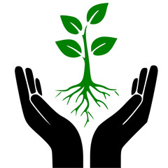 hands holding green plant , Two hands carefully hold a green plant with roots.