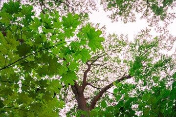 Fototapeta premium Green maple leaf close up with sun light and beautiful bokeh background