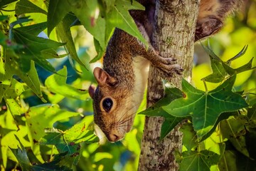 Curious Squirrel Climbing Down Tree in Sunlit Forest