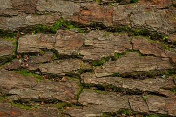 tree bark texture close up - background wallpaper