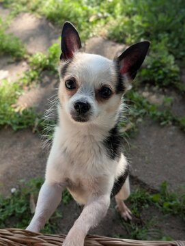 Chihuahua Yorkie mix dog standing on hind legs outdoors