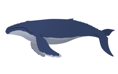 ザトウクジラのベクターイラスト
