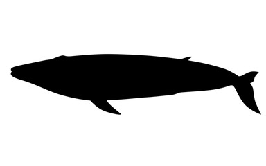 シロナガスクジラのシルエット_ベクターイラスト
