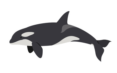 Obraz premium シャチのベクターイラスト