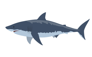 Obraz premium ホホジロザメのベクターイラスト