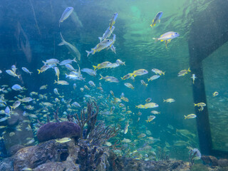 Fototapeta premium peces del mar