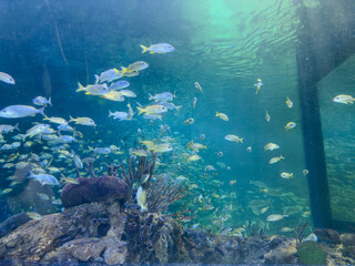peces nadando en el acuario