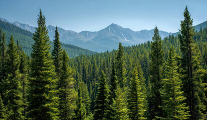 Majestic mountain range with dense forest in the foreground