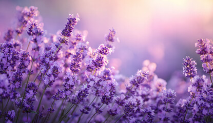 Fototapeta premium Beautiful Lavender Flowers in Full Bloom in a Serene Field