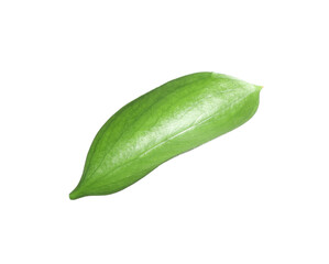 One fresh green Ruscus leaf isolated on white