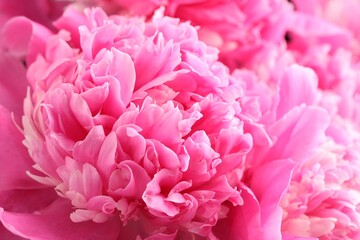Bouquet of beautiful peonies as background, closeup
