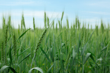 Wheat spikes growing in field outdoors, closeup