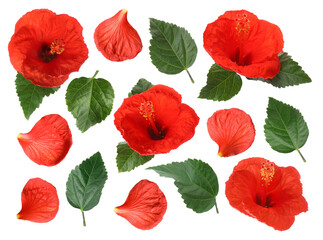 Obraz premium Beautiful red hibiscus flowers and green leaves on white background, collage