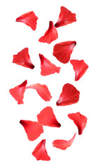 Red hibiscus petals falling on white background