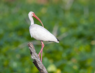 white ibis perched in a tree