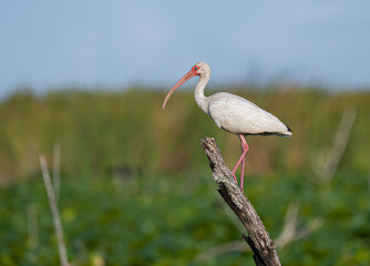 white ibis perched in a marsh