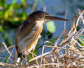 Least bittern perched in a marsh