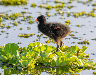 Common gallinule chick © Eli Freidus