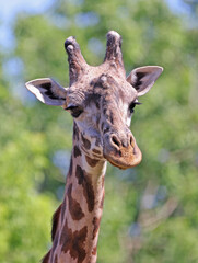 Giraffe male head on a green background