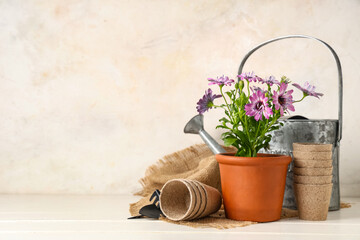 Pot with blooming plant and gardening tools on table against white background