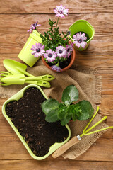 Transplanting plants with gardening tools on wooden background. Top view