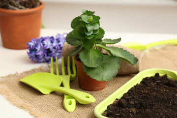 Potted plant, gardening tools and soil on table