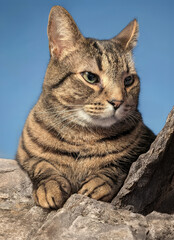 Obraz premium Close-Up of a Relaxed Tabby Cat on Rocks Against Blue Sky