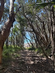 forest hiking trail winding through dense woodland with overhanging tree branches creating natural tunnel effect