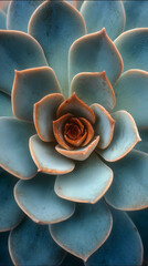 Obraz premium A close up of a succulent plant with blue green leaves and a rose like center in a soft light
