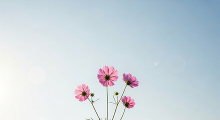 Naklejka premium Pink Cosmos Flower Against Light Blue Sky Background in Summer