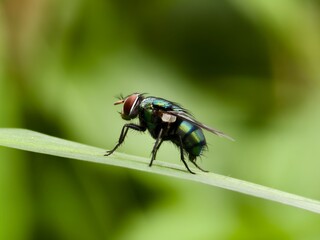 Green fly or Lucilia sericata on a leaf with a blurry background