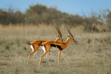 Animals on the east African savanna