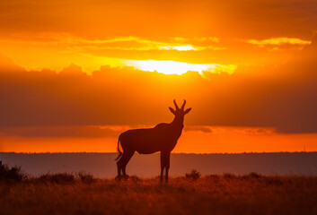 Naklejka premium Animals on the east African savanna