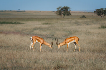 Animals on the east African savanna