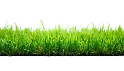 Fototapeta premium curved patch of green grass with natural texture and subtle soil at the base, isolated on a transparent png