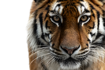 Close-up of tiger face with piercing eyes isolated on transparent background