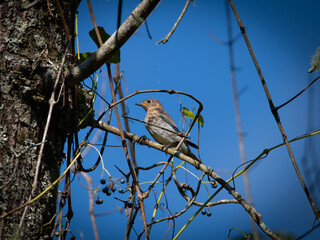 bird on a branch