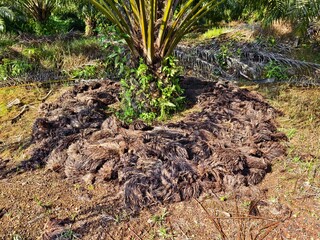 Application of palm oil waste (jangkos) around oil palm trees	