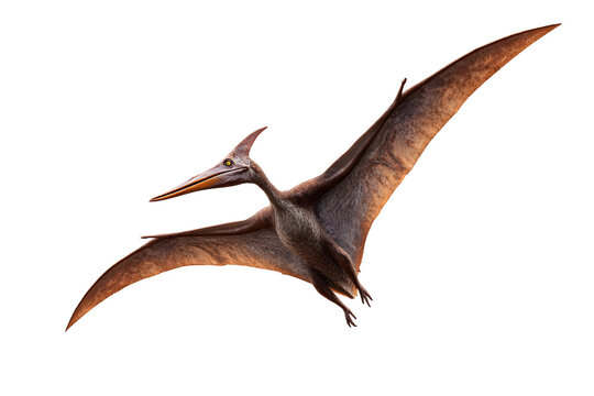 Realistic 3D model of a flying pteranodon with detailed wings and sharp beak, isolated on transparent background