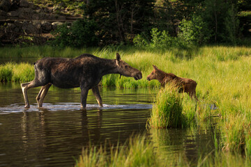 Rocky Mountain Moose in nature