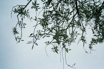 Branches of an olive tree - Vineyard in Mendoza Argentina