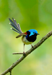 variegated fairywren (Malurus lamberti) in breeding colors.