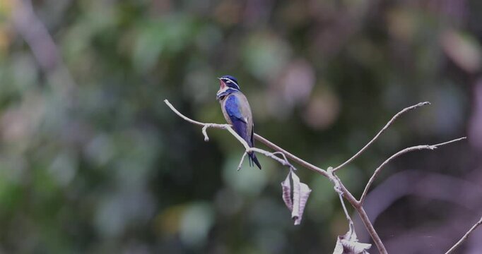 Whiskered treeswift Hemiprocne comata bird in Hemiprocnidae, found in Brunei, Indonesia, Malaysia, Myanmar, Philippines, Singapore and Thailand, beautiful colored swift on tree branch
