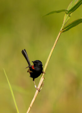 The red-backed fairywren (Malurus melanocephalus)