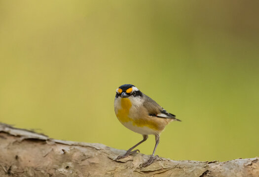 Striated Pardalote (Pardalotus striatus) resting on paper bark branch