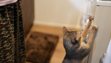 爪とぎをするアビシニアン