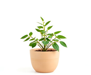 Fresh greenery thrives as a charming potted plant with bright green leaves, sitting in a modern beige pot, radiating a calming botanical aesthetic against a clean white background.