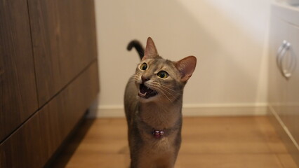 ご飯がほしくて鳴くアビシニアン